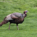 Turkey in the rough by mccarth1