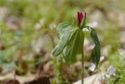 20th Apr 2023 - Prairie trillium blooming