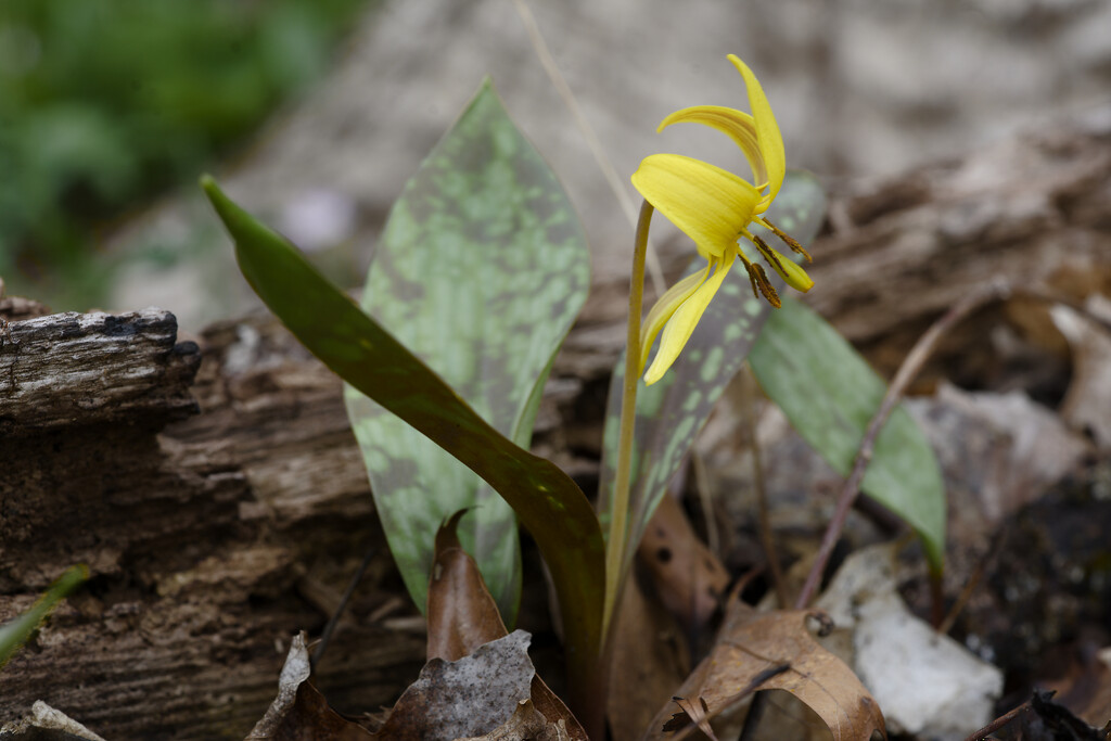 Yellow trout lily in a forest by rminer