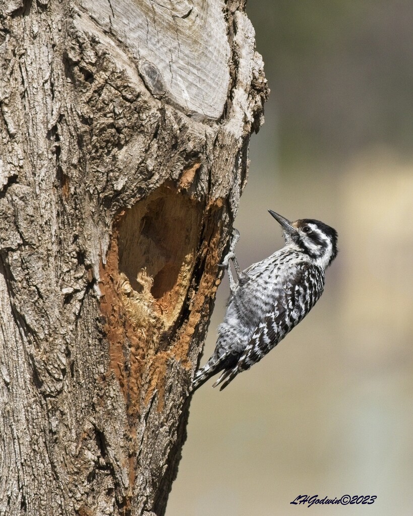 LHG_1019FeMale Ladderback Woodpecker by rontu