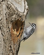 18th Apr 2023 - LHG_1019FeMale Ladderback Woodpecker