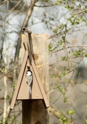 20th Apr 2023 - Chickadees are moving in