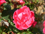 20th Apr 2023 - Rose on Bush 