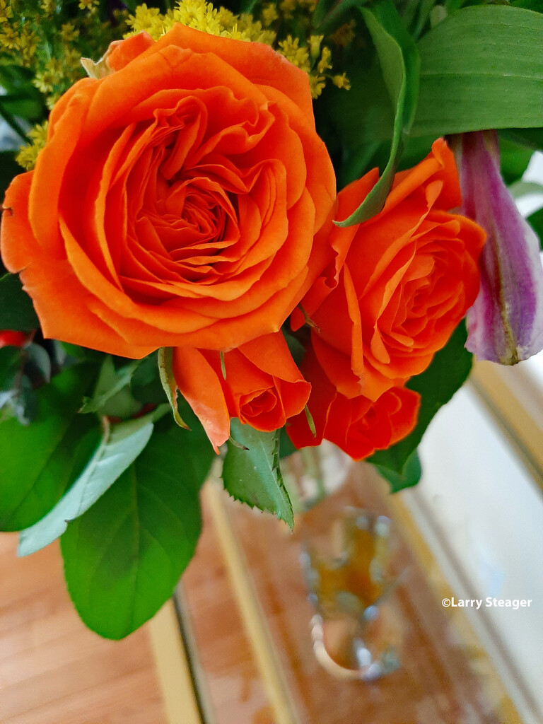 Orange red rose by larrysphotos