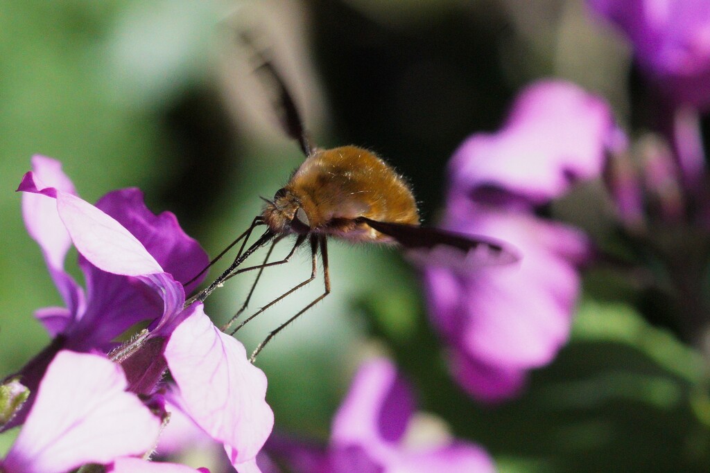  LARGE BEE- FLY by markp