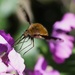  LARGE BEE- FLY