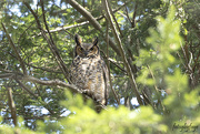19th Apr 2023 - Great Horned Owl