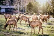 21st Apr 2023 - Shedding Elk