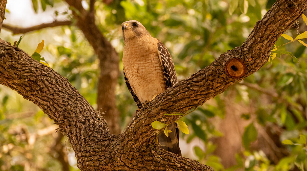 Red Shouldered Hawk, Searching the Grounds! by rickster549