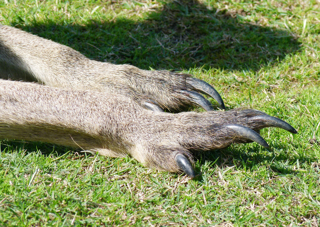 Kangaroo Paws by onewing