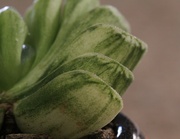 20th Apr 2023 - Haworthia truncata ‘variegata’