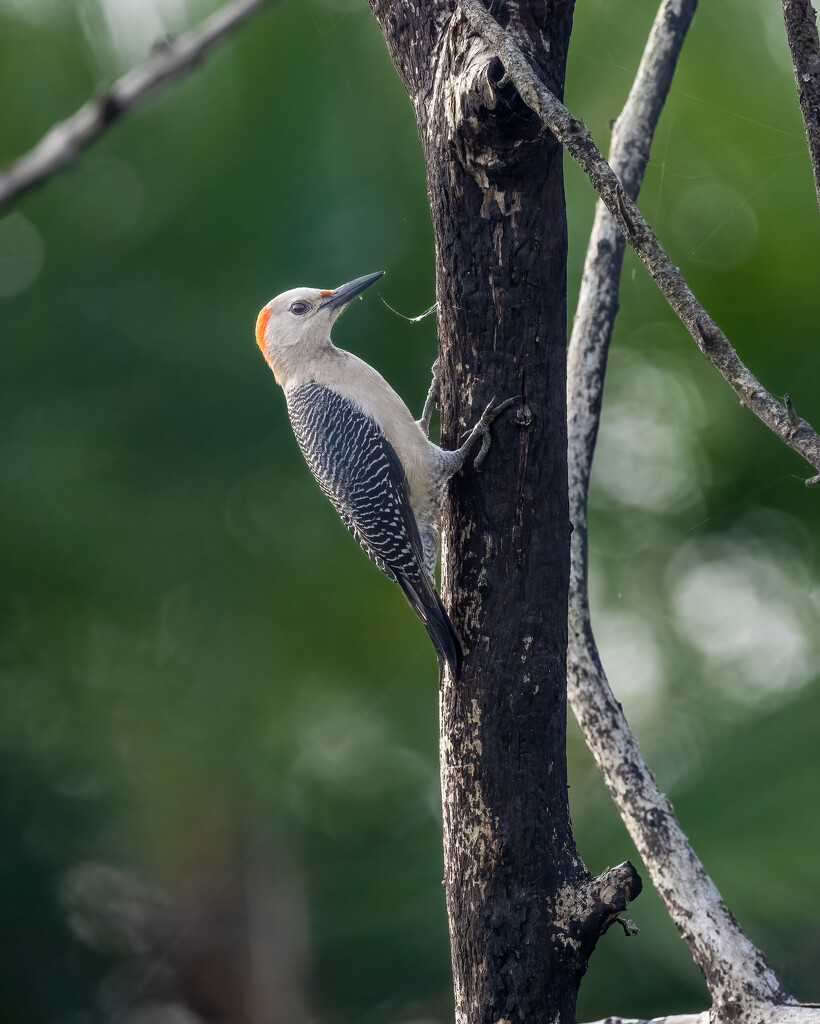 Golden-fronted Woodpecker by nicoleweg