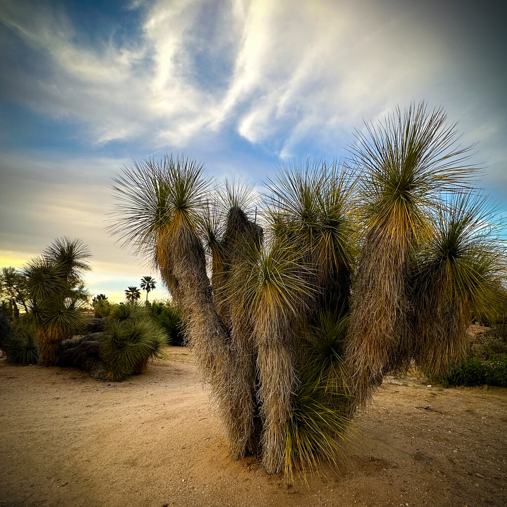 Joshua Tree? by 365projectorgbilllaing