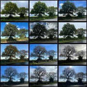 19th Apr 2023 - A year in the life of trees