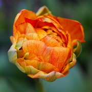 21st Apr 2023 - colour me orange 