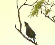 21st Apr 2023 - The song of the Tui