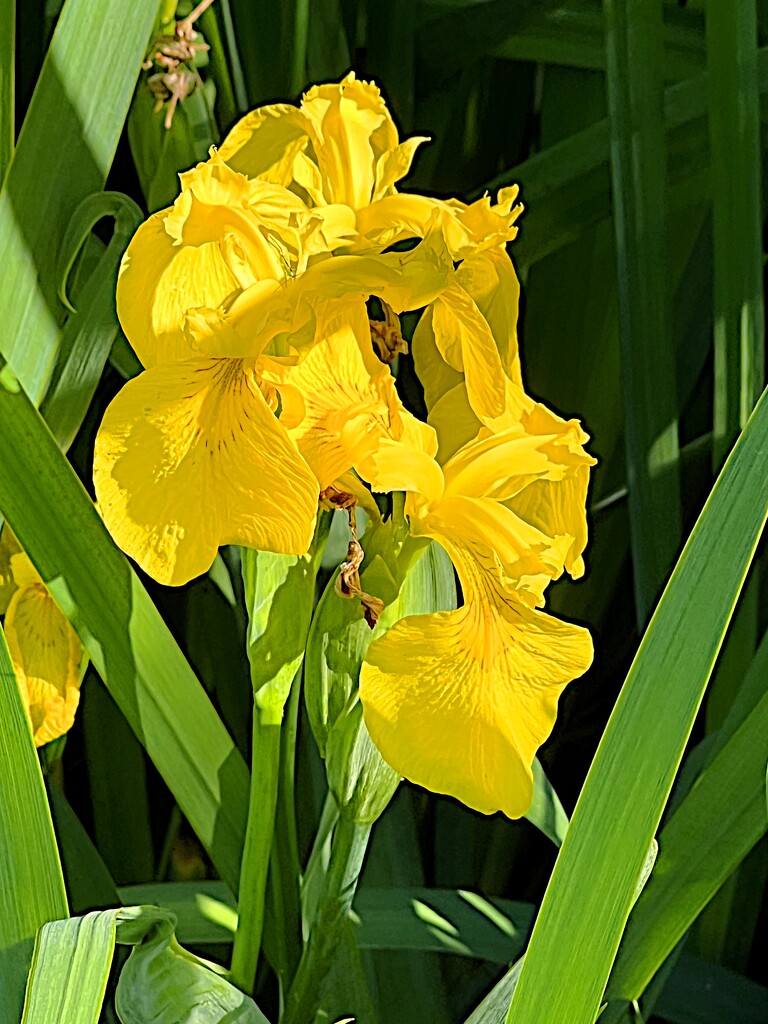 Sunlit iris by congaree