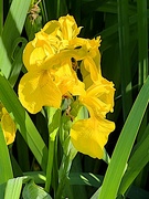 20th Apr 2023 - Sunlit iris