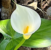 20th Apr 2023 - Calla lily 