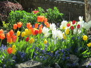 22nd Apr 2023 - Tulip garden. The Esplanade. Rishton.