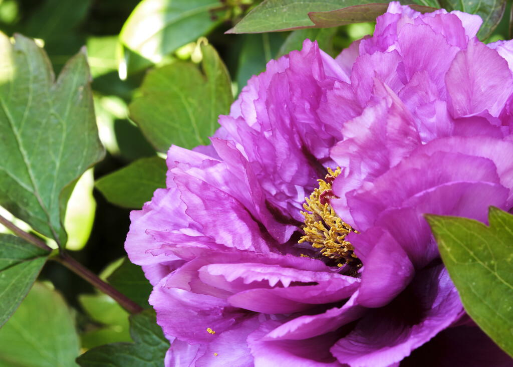 tree peony by kametty