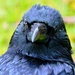 Carrion Crow Face by brocky59