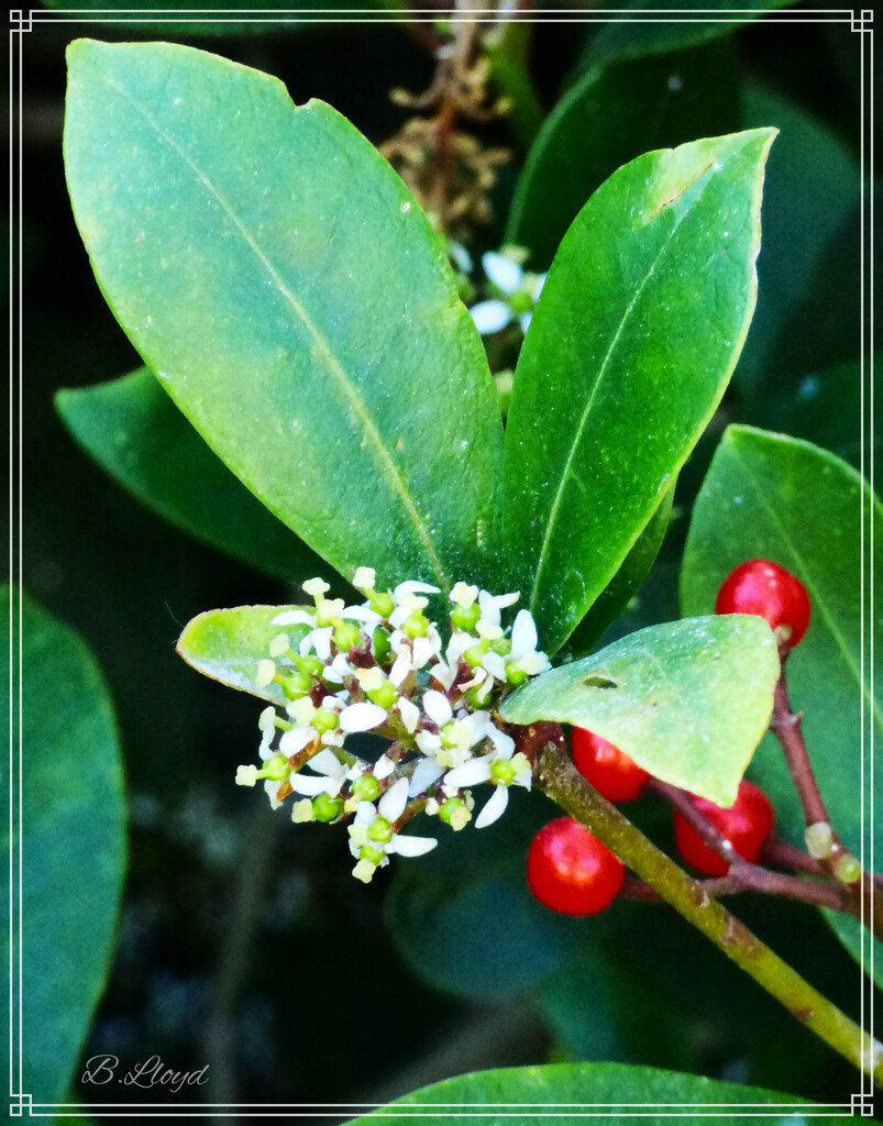 Aucuba- green-leaf by beryl