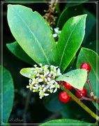 21st Apr 2023 - Aucuba- green-leaf