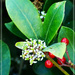 Aucuba- green-leaf by beryl