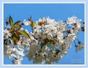 21st Apr 2023 - Blossom