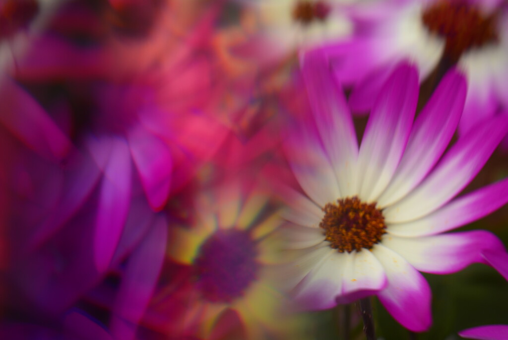 Senetti series: Colourful flowers........ by ziggy77