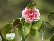 21st Apr 2023 - Camellia