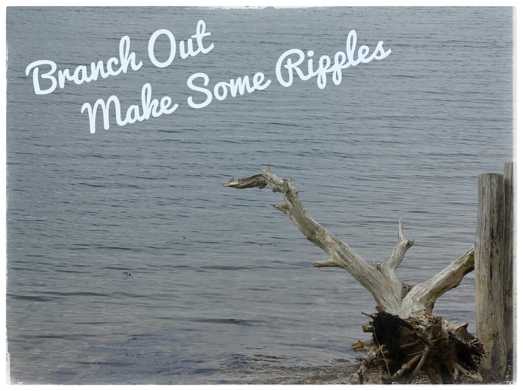 Branch Out And Make Some Ripples  by 30pics4jackiesdiamond