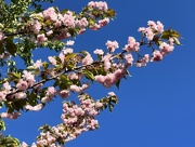 18th Apr 2023 - Kwanzan Cherry tree