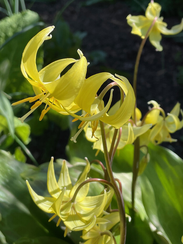 Dogtooth Violet by 365projectmaxine