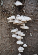 21st Apr 2023 - Fungi