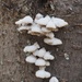 Fungi by monicac