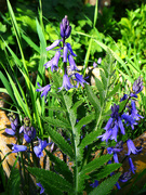 21st Apr 2023 - English Bluebell...........735