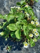 21st Apr 2023 - Strawberries are flowering well 
