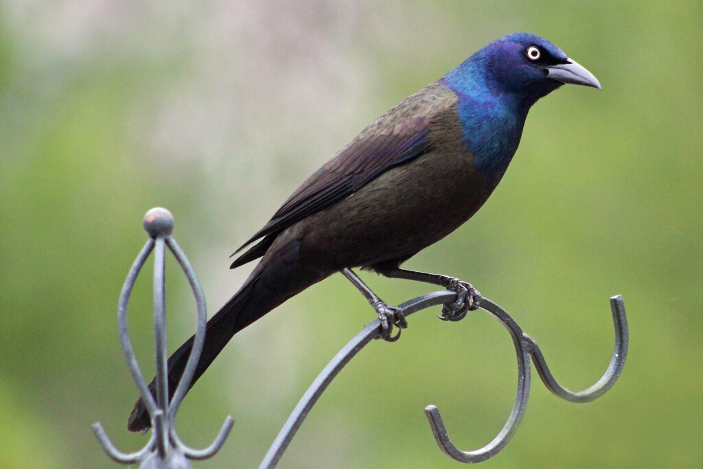 Common Grackle by paintdipper