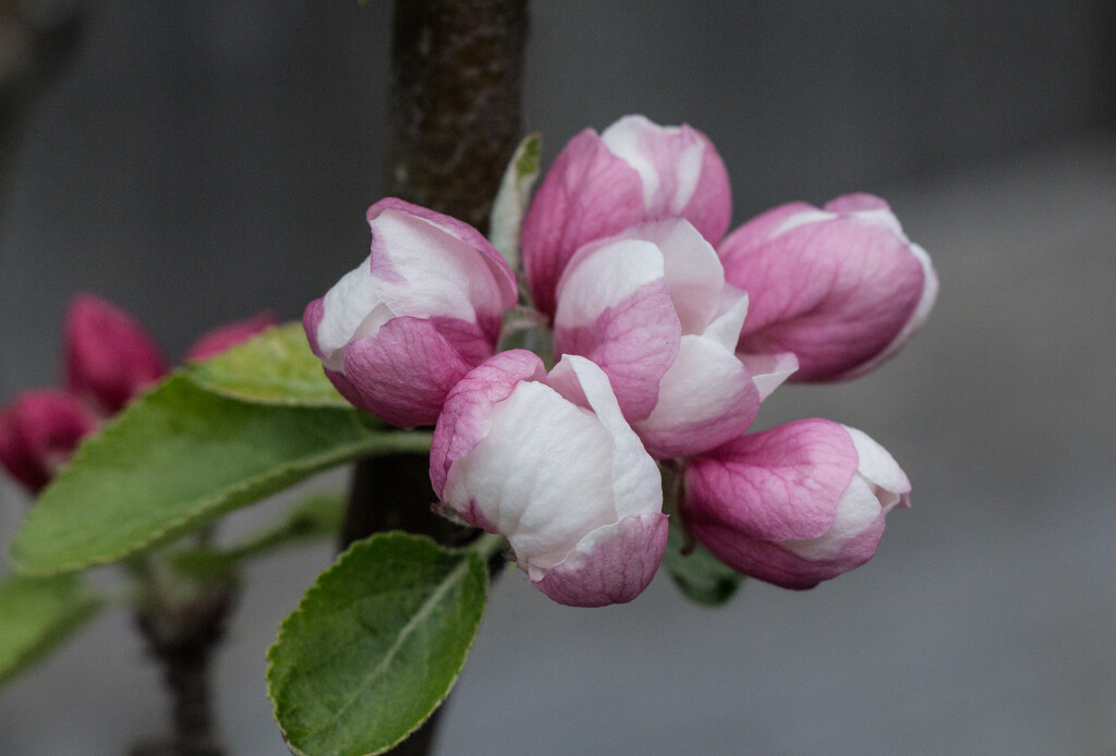 Apple blossom by busylady