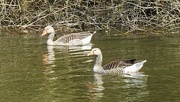 21st Apr 2023 - Beautiful Greylag Geese......