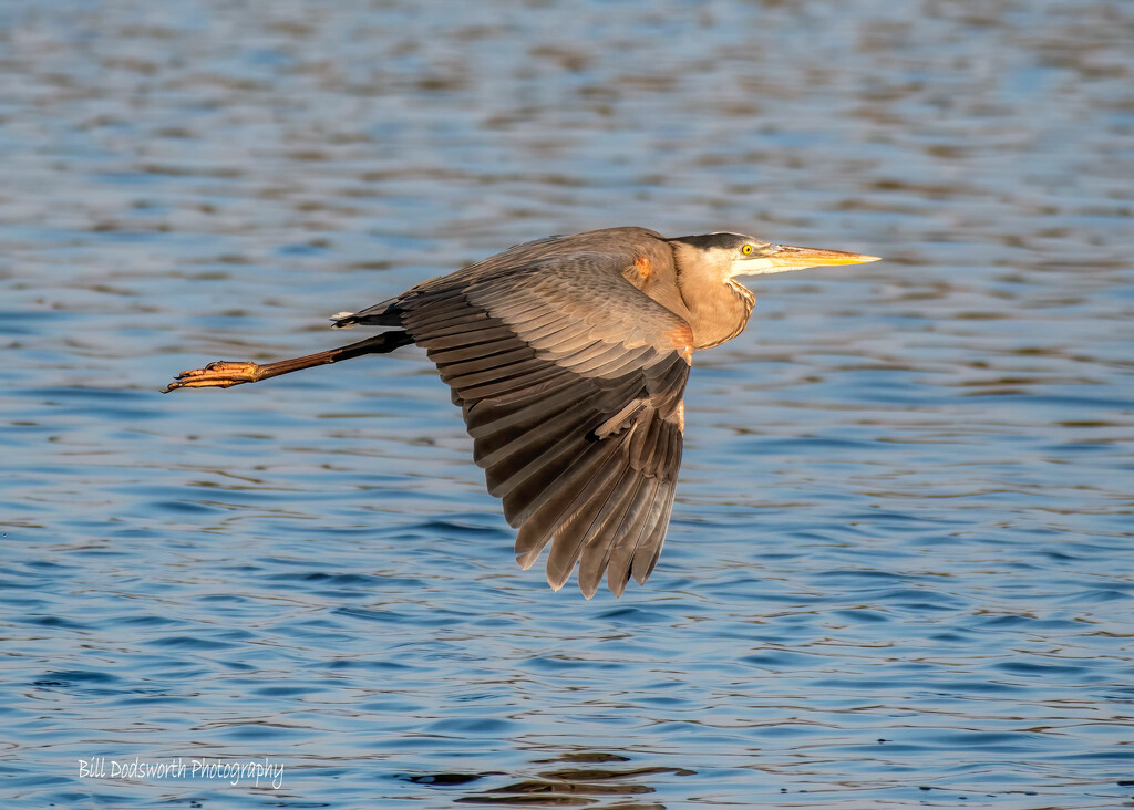 Great Blue Heron by photographycrazy