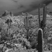 Sonoran land by blueberry1222