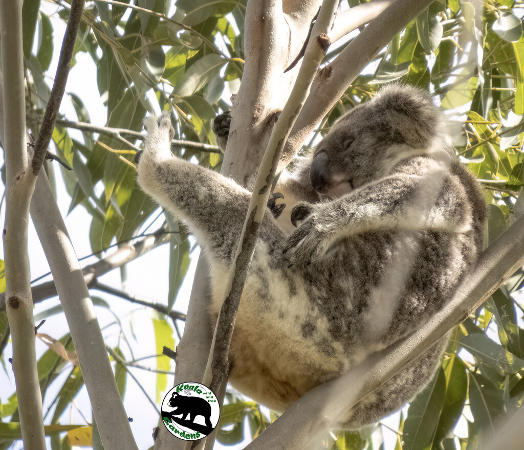 dream yoga? by koalagardens
