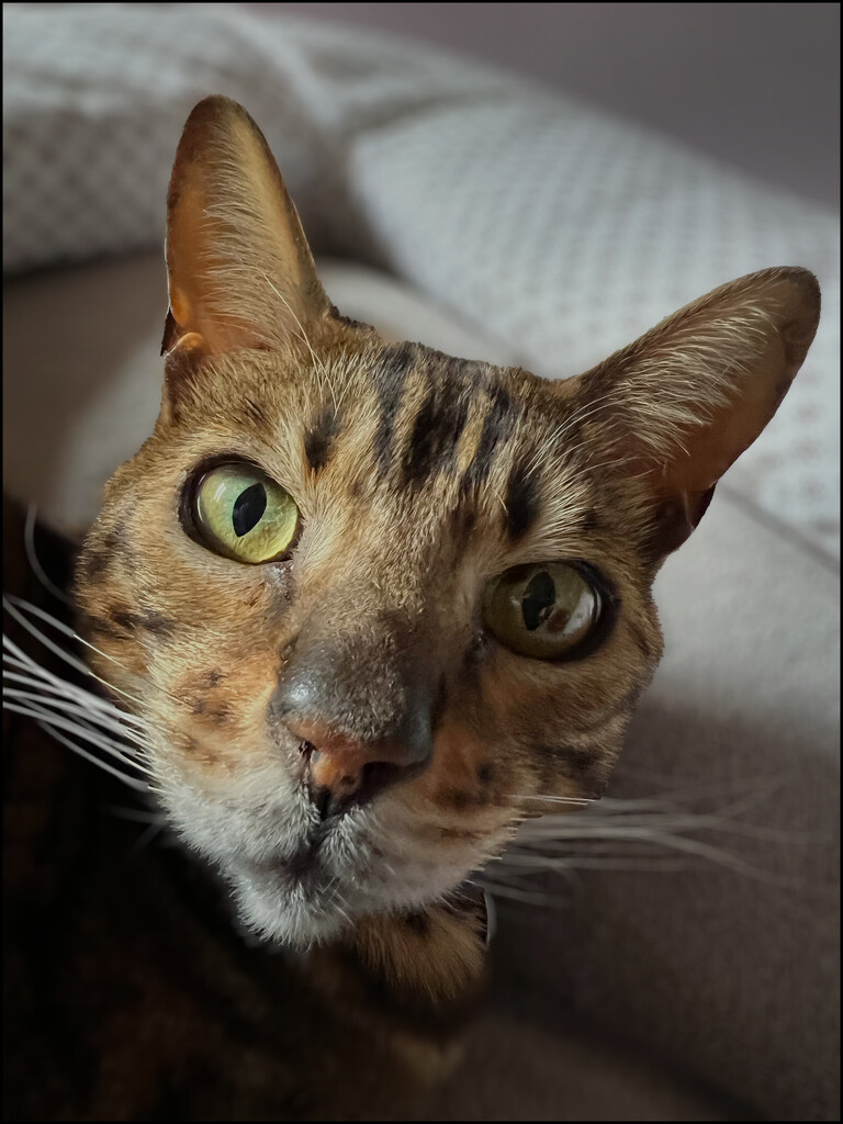 Merlin, my Bengal cat! by marshwader