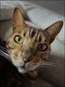 21st Apr 2023 - Merlin, my Bengal cat!