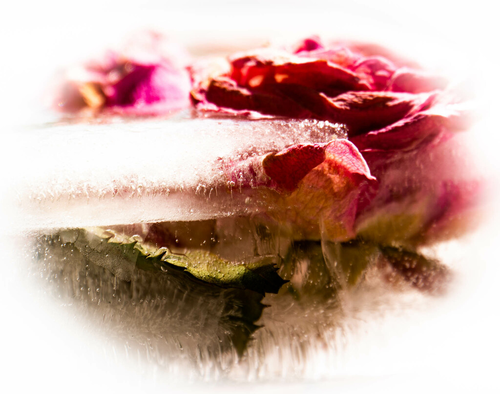Frozen roses by randystreat