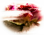21st Apr 2023 - Frozen roses