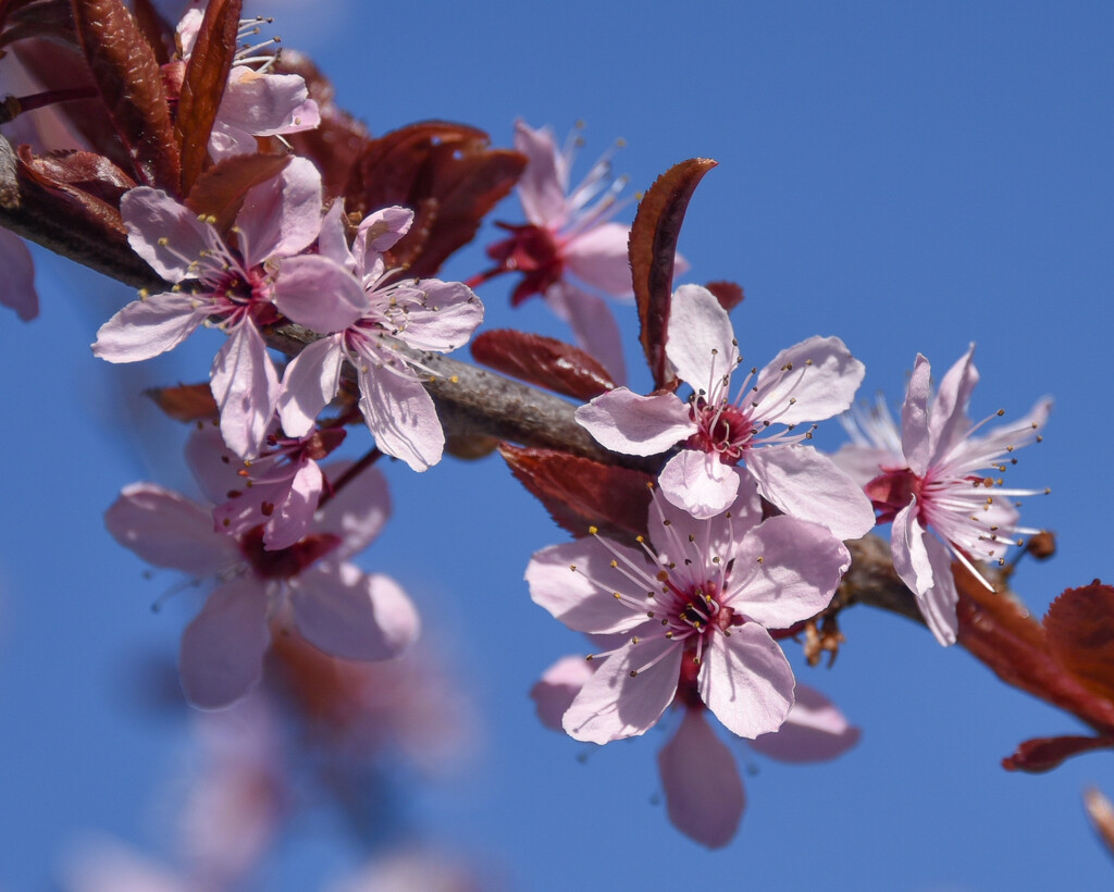 Copper beech blossom by clearlightskies